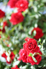 Beautiful red roses in the rose garden. Background blurred.