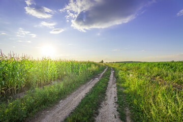 A dirt road runs through a field of corn