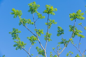 Obraz premium 青空に伸びる木の枝 