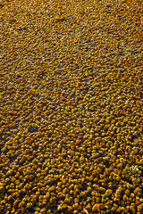 textura de platas acuaticas en un lago