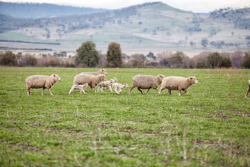 Ewes and young lambs in a paddock