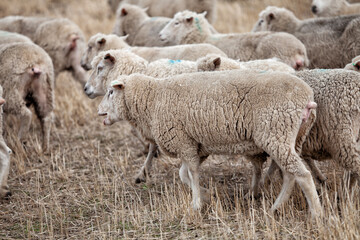 View of herd of sheep in a farm paddock