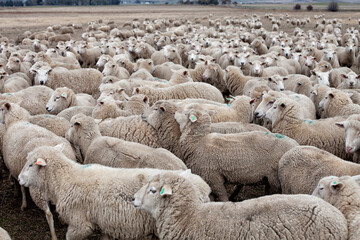 View of herd of sheep in a farm paddock