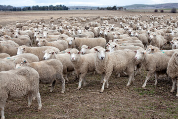 View of herd of sheep in a farm paddock