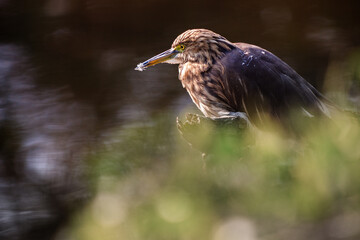 Indian pond heron (Ardeola grayii) in Keoladeo national park (bharatpur bird sanctuary), Rajasthan in India