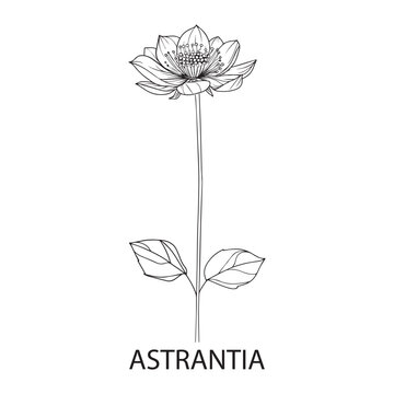 
Astrantia flower Outline Design, Floral Clipart, Wildflower illustration in black and white