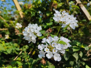 White trailing lantana flower blooming in the flower garden. Trailing lantana flowers are wild plants that can be found in bushes 