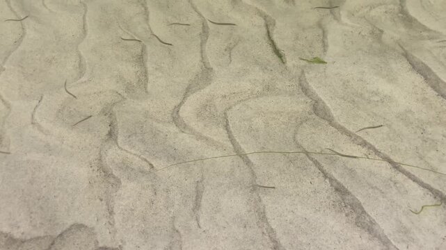 Increasingly rare Scottish sand eels swimming in shallow water with sandy bottom