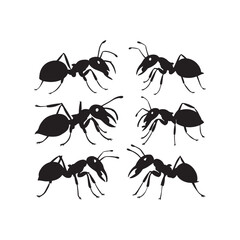 High-Quality Black Ants Vector Illustration on White Background