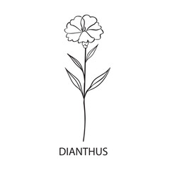 Dianthus flower Outline Design, Floral Clipart, Wildflower illustration in black and white
