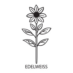Edelweiss flower Outline Design, Floral Clipart, Wildflower illustration in black and white
