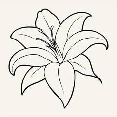 Lily Line Art Vector Floral Illustration