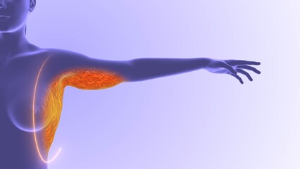 Obraz premium Female flabby arms to slim