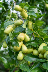 green jujube fruit grows on the jujube tree