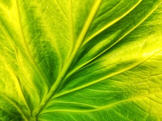 green leaf texture to backdrop, wallpaper or backgrounds texture 