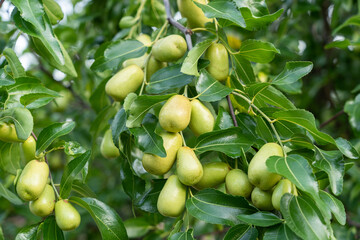 green jujube fruit grows on the jujube tree
