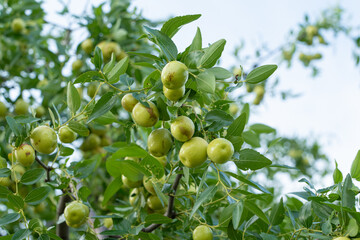 green jujube fruit grows on the jujube tree