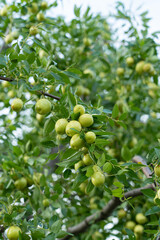 green jujube fruit grows on the jujube tree