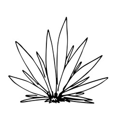 Hand drawn simple vector illustration with black outline. Agave bush, aloe, cactus, desert plants. Raw materials for alcoholic beverages, tequila, mezcal. Label and packaging.