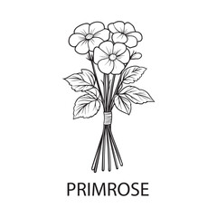 Primrose flower Outline Design, Floral Clipart, Wildflower illustration in black and white
