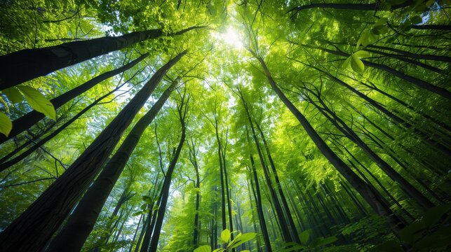 A serene forest scene with towering trees, lush greenery, and a dense canopy, capturing the essence of untouched wilderness and abundant foliage in a tranquil natural setting.