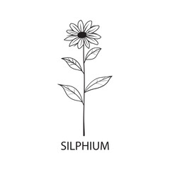 Silphium flower Outline Design, Floral Clipart, Wildflower illustration in black and white
