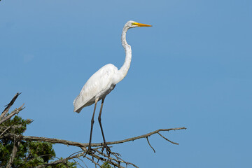 Great Egret Standing in the Tree Tops