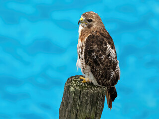 Juvenile Red-tailed Haw Sitting on a Pole