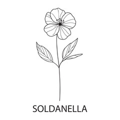 Soldanella flower Outline Design, Floral Clipart, Wildflower illustration in black and white

