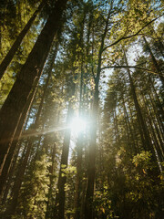 Sun through the trees 