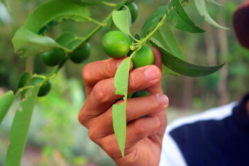 picking the Kalamansi or Calamansi niche. This orange is one type of orange that is rich in vitamin C and other vitamin content. Commonly known as