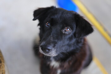 portrait of a black dog on a grey background