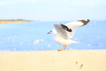 Seagulls standing in the evening at Bangpoo Samutprakarn Province Thailand
