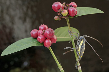 A long-horned beetle is looking for food in the bushes. This insect has the scientific name Batocera sp.

