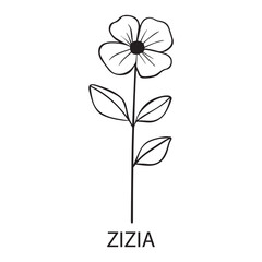 Zizia flower Outline Design, Floral Clipart, Wildflower illustration in black and white