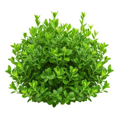 Obraz premium A lush green shrub featuring vibrant leaves, perfect for enhancing garden aesthetics and creating natural landscapes.