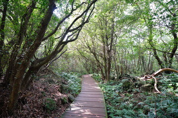 Fototapeta premium autumn walkway in the gleaming sunlight