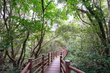 Obraz premium walkway in the refreshing forest