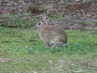 Rabbit Sitting Upright