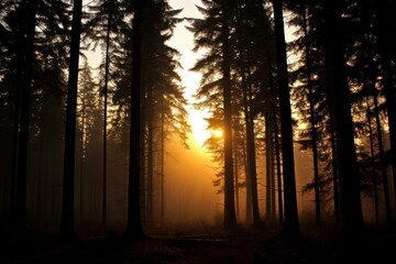 Fototapeta premium Landscape forest silhouette sunlight.