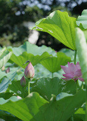 日本、神奈川県、横浜市本牧の日本庭園の蓮の花　2024年8月