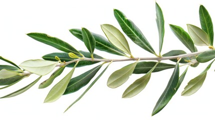 branch of a olive tree with leaves isolated on white  background