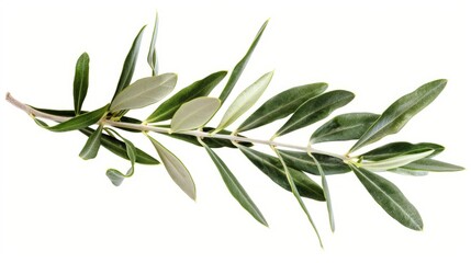 branch of a olive tree with leaves isolated on white  background