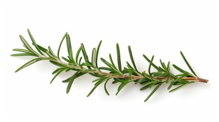 Fototapeta premium rosemary branch isolated on white background