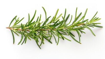Fototapeta premium rosemary branch isolated on white background