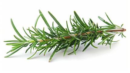 Fototapeta premium rosemary branch isolated on white background