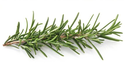 Fototapeta premium rosemary branch isolated on white background
