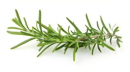Fototapeta premium rosemary branch isolated on white background