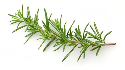 Fototapeta premium rosemary branch isolated on white background