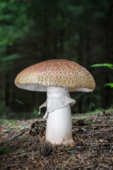 Amanita rubescens mushroom known as blusher in coniferous forest